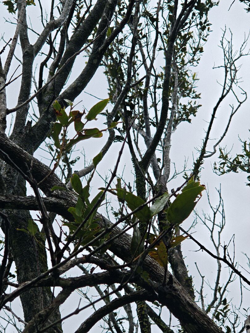 蓮霧樹生長狀況不佳