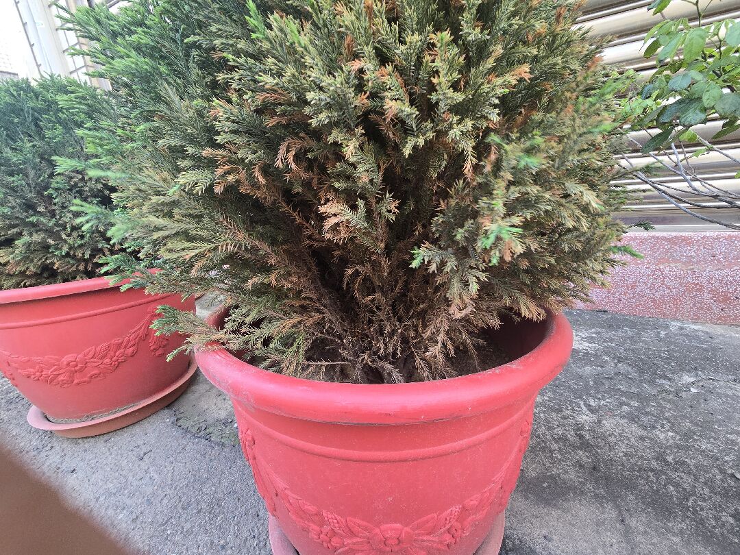 植物枯黃