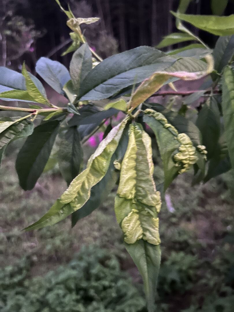 桃子葉子變這樣 要噴什麼藥防治