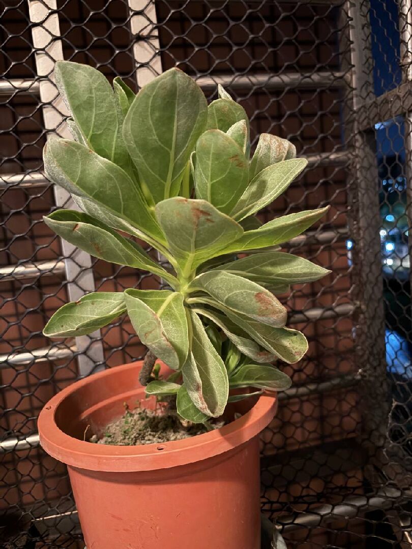 白水木葉片開始變褐黑色，捲捲的