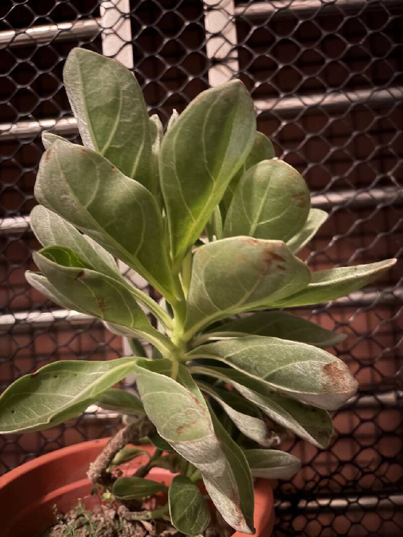 白水木葉片開始變褐黑色，捲捲的