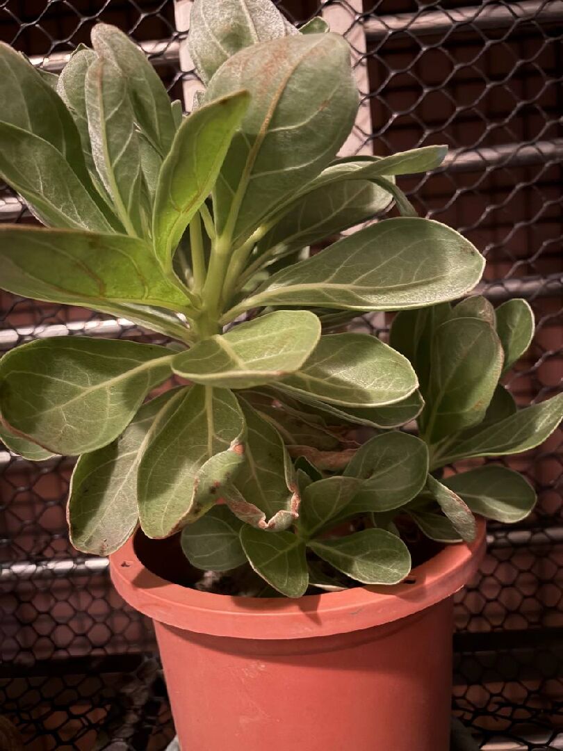 白水木葉片開始變褐黑色，捲捲的