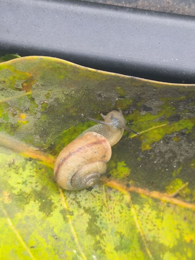 蝸牛腦袋裡有綠色東西蠕動，是寄生蟲嗎？
