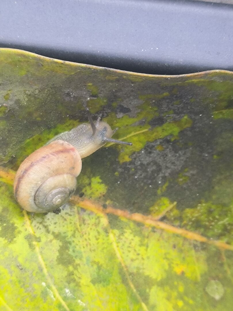 蝸牛腦袋裡有綠色東西蠕動，是寄生蟲嗎？