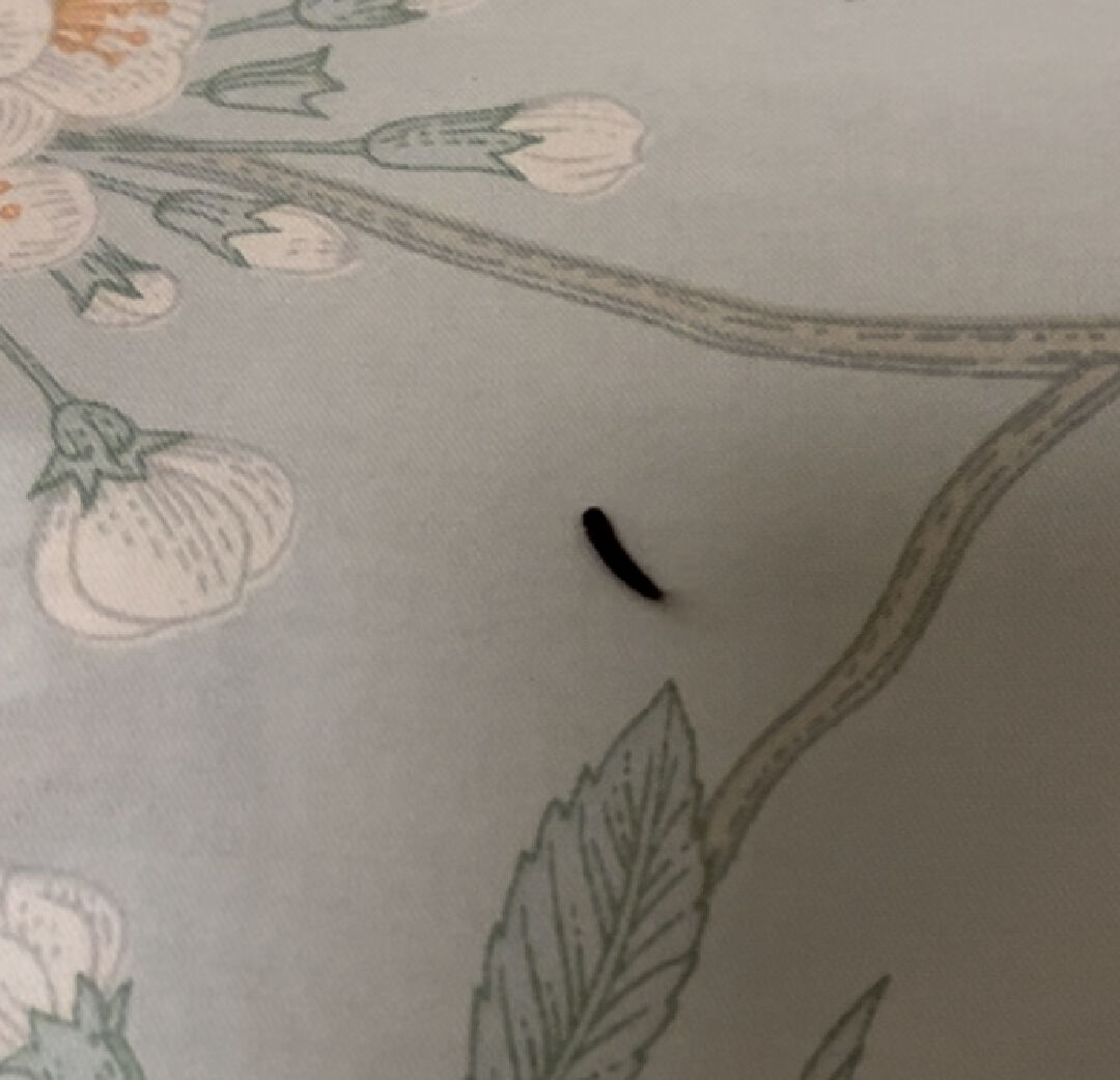 請問這在床上發現的深紅小蟲是什麼蟲？