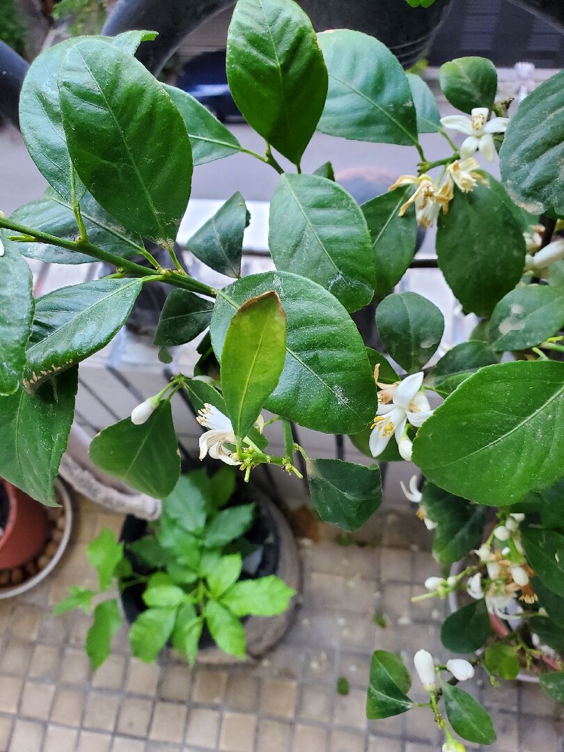 請問這顆日本桔柚生病了嗎