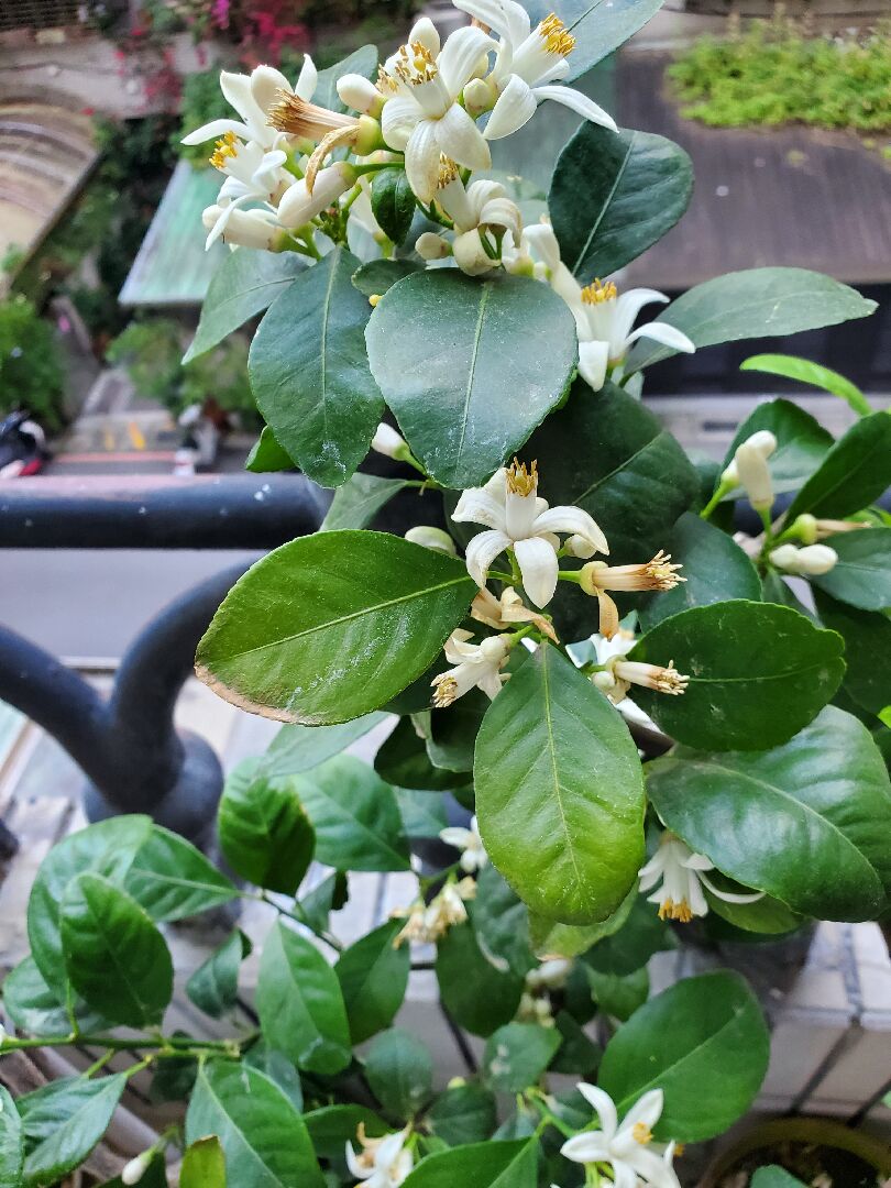 請問這顆日本桔柚生病了嗎