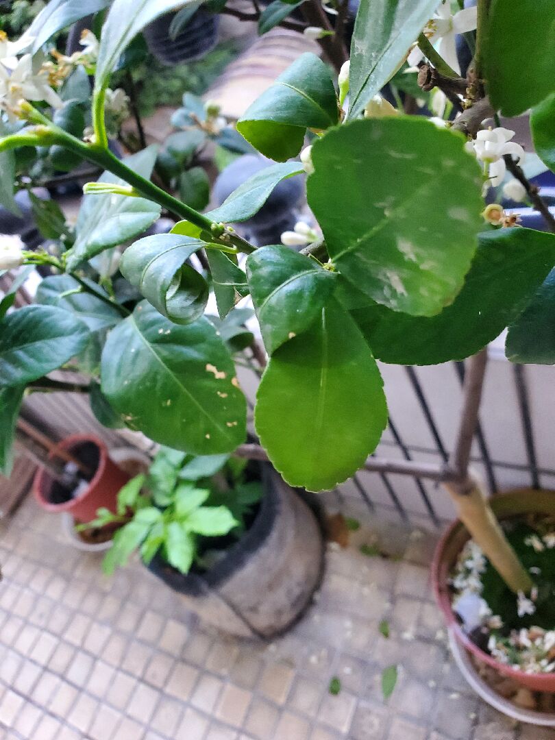 請問這顆日本桔柚生病了嗎