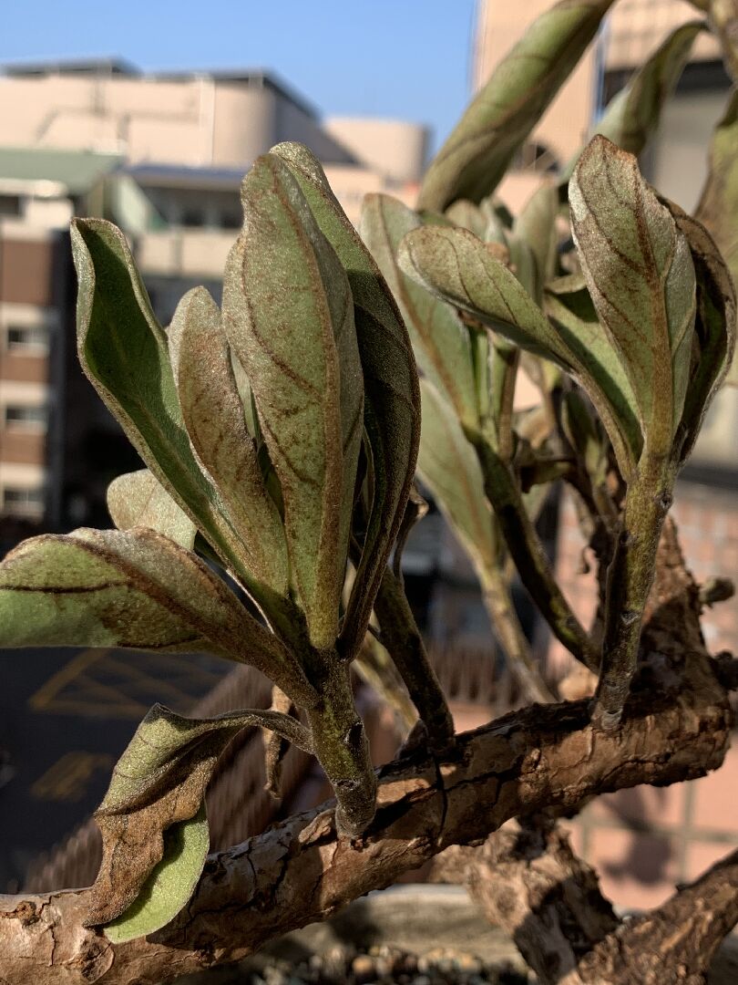 我的白水木發黑、黑點、枯萎
