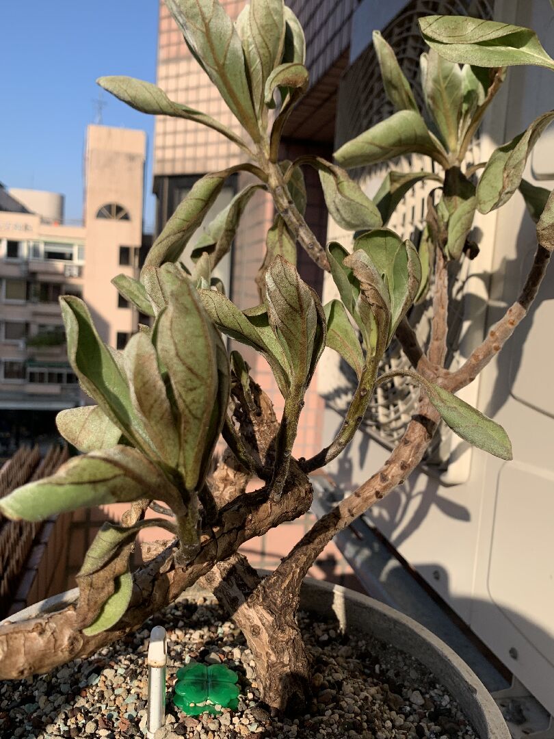 我的白水木發黑、黑點、枯萎