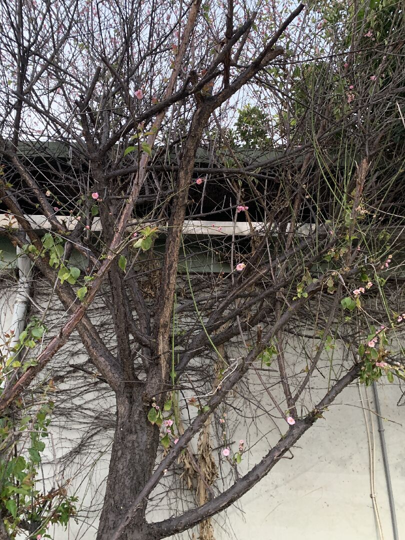 想請問這是什麼樹？