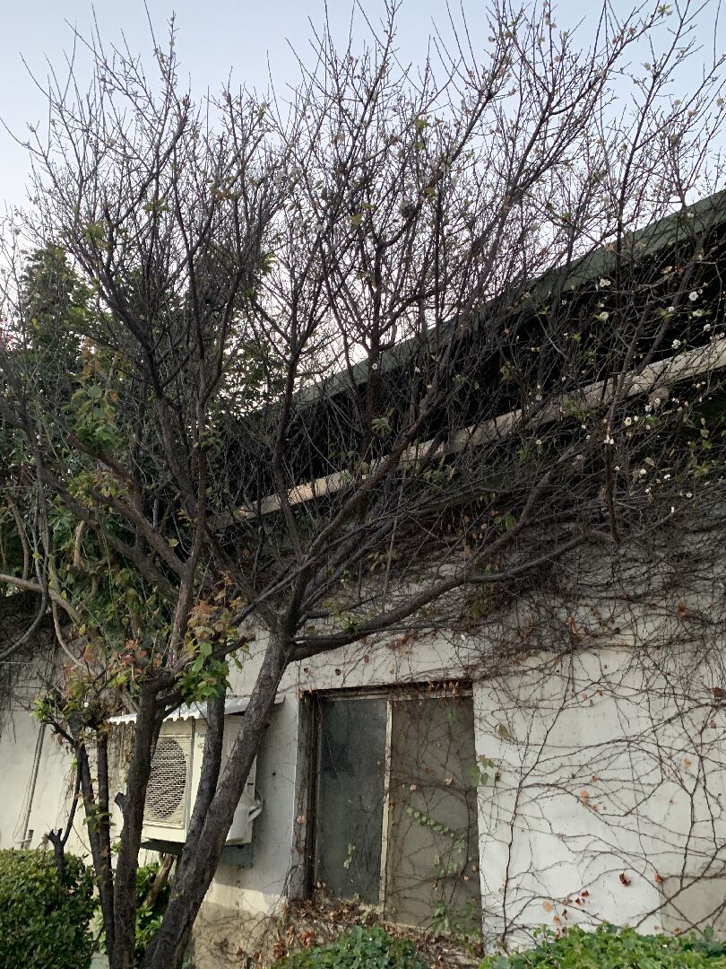 想請問這是什麼樹？