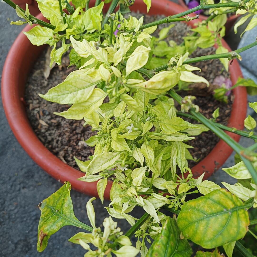 請問我種植的鬼椒葉子變小變黃的原因