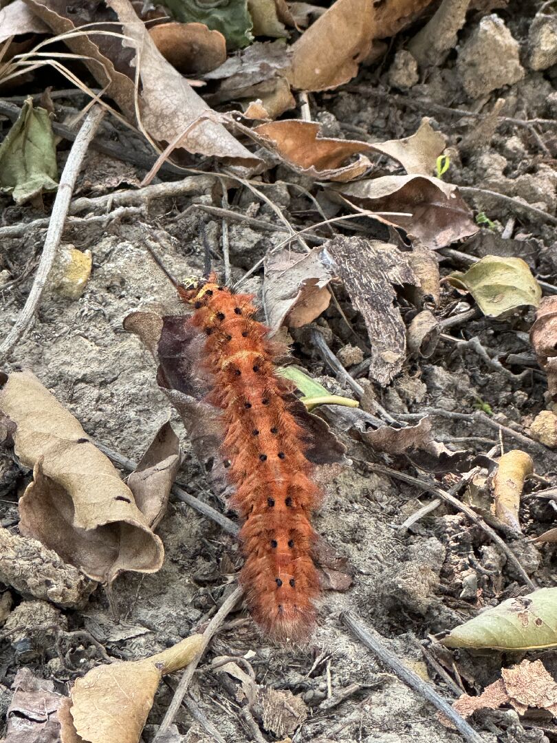 請問這是哪種幼蟲