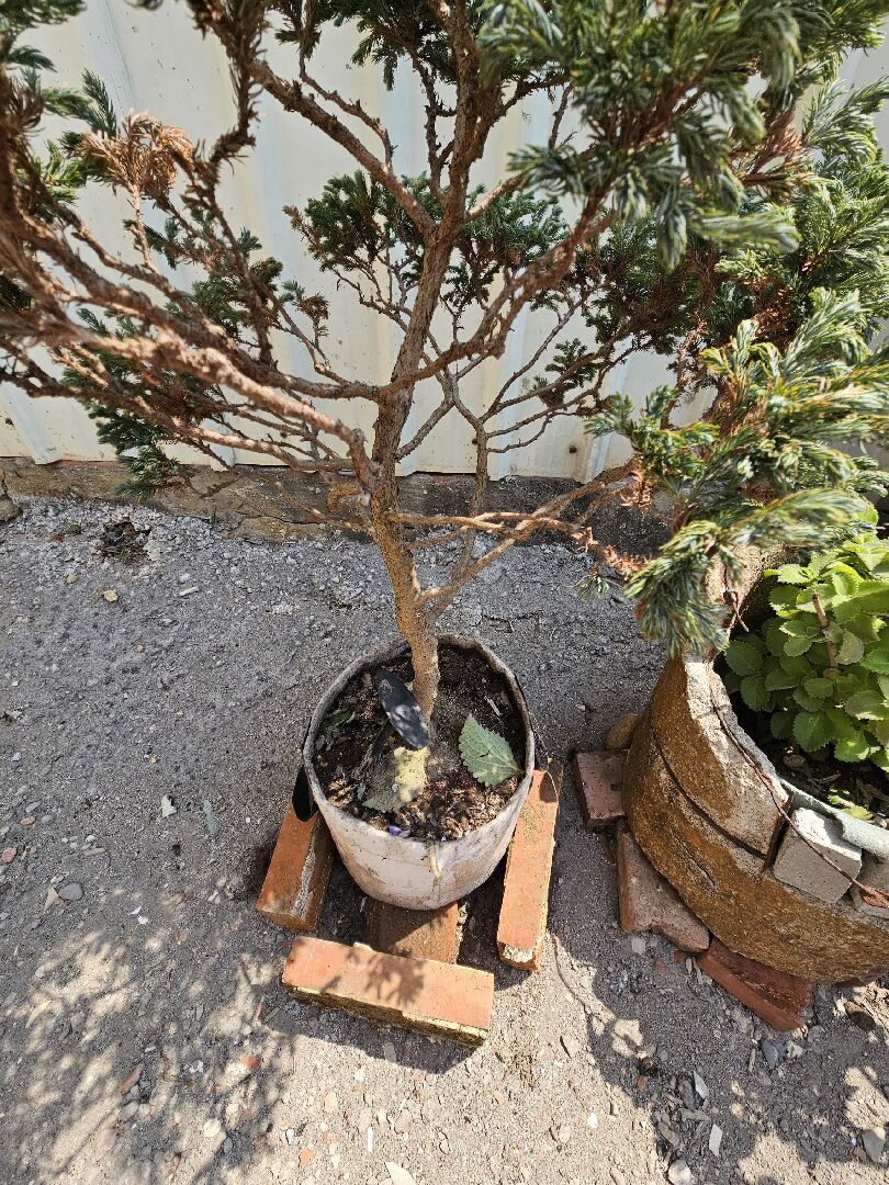 請問藍柏習性、換盆與根系修剪方式