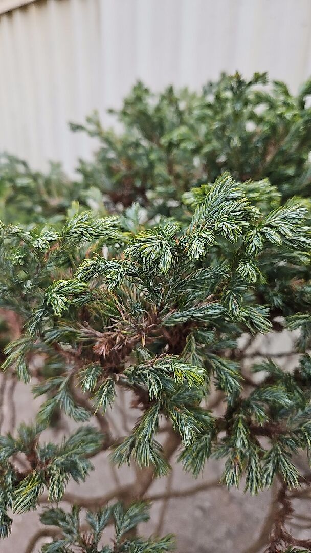 請問藍柏習性、換盆與根系修剪方式