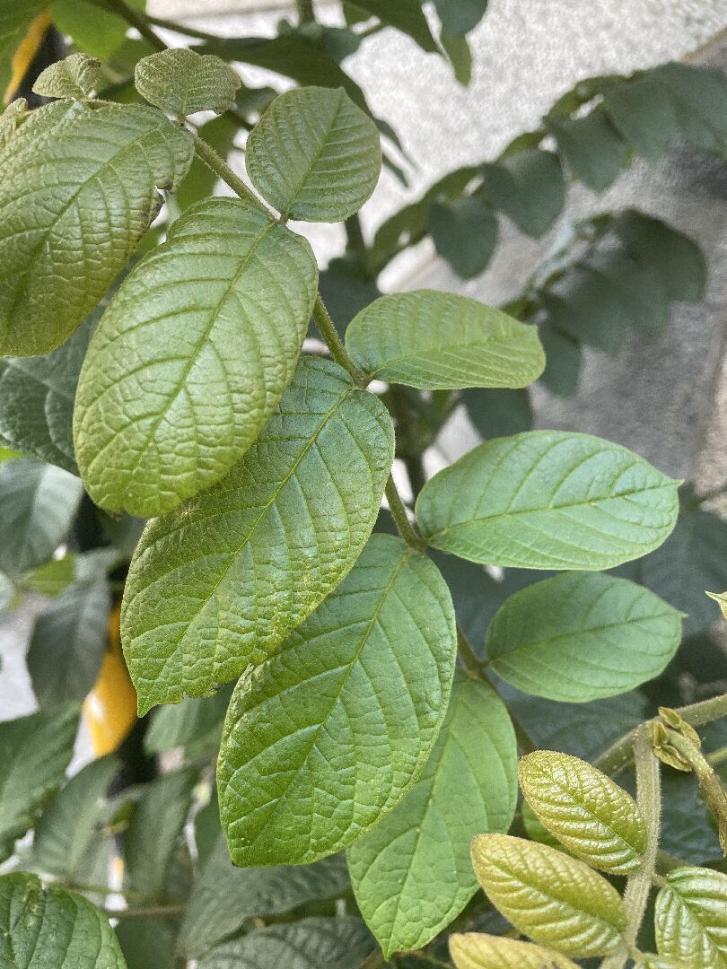 請問這是什麼植物？