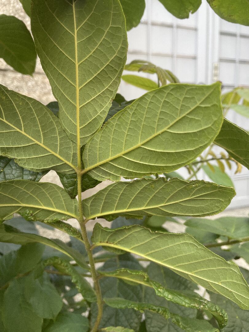 請問這是什麼植物？