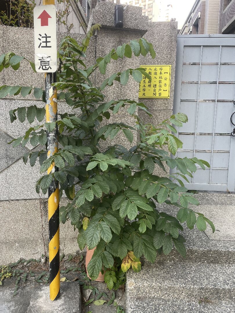 請問這是什麼植物？
