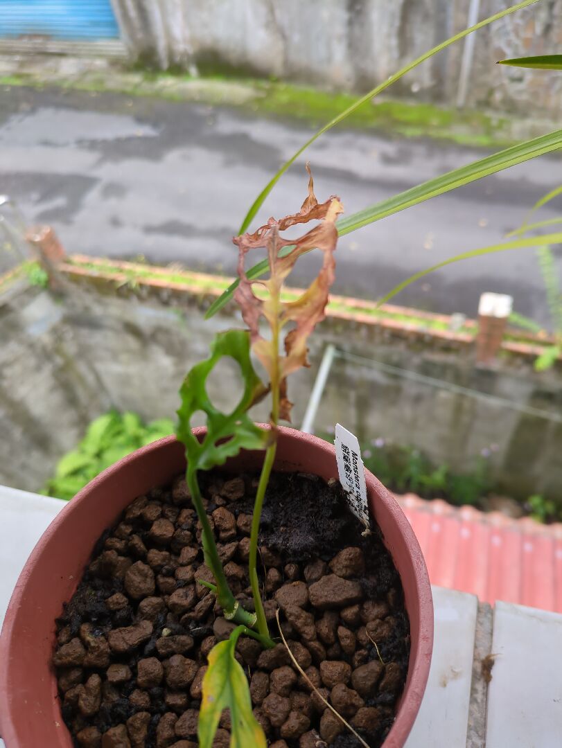 窟窿龜背芋的葉子持續枯黃掉落，是放在室外陽台，散射光，每日澆