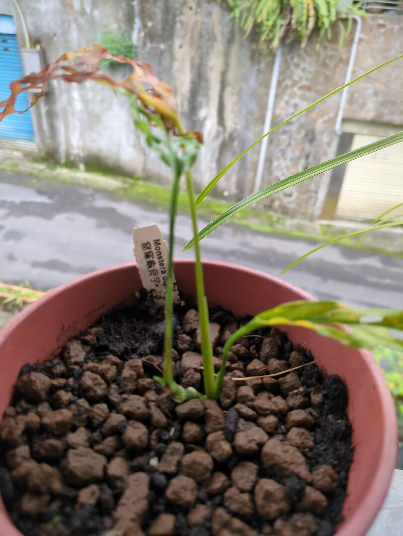窟窿龜背芋的葉子持續枯黃掉落，是放在室外陽台，散射光，每日澆