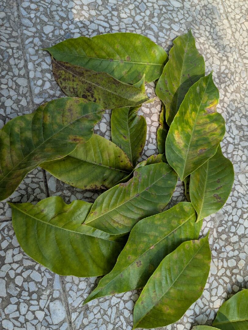 玉蘭花葉面出現黑斑