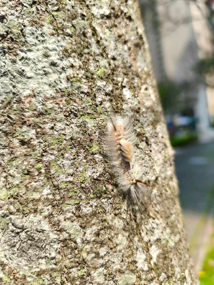 請問這是什麼蟲