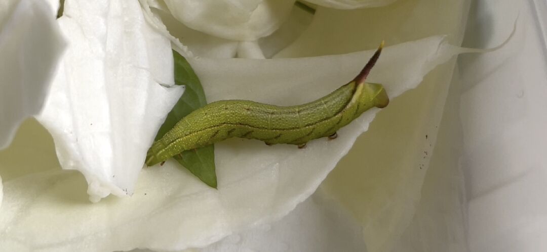 黑色尾巴的綠色蟲是什麼蟲？