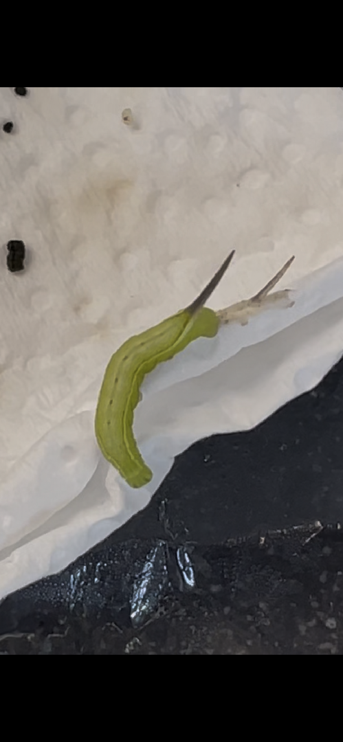 黑色尾巴的綠色蟲是什麼蟲？