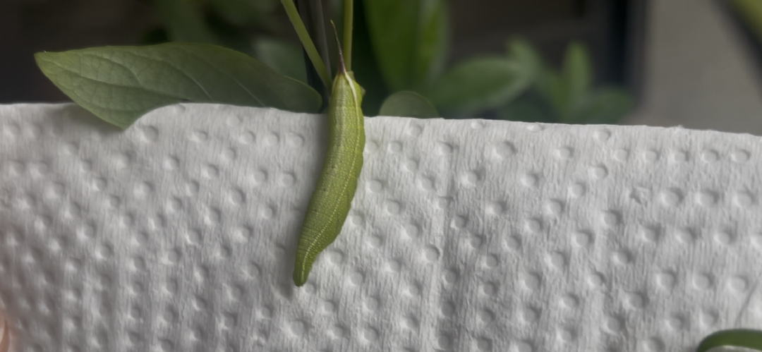 黑色尾巴的綠色蟲是什麼蟲？