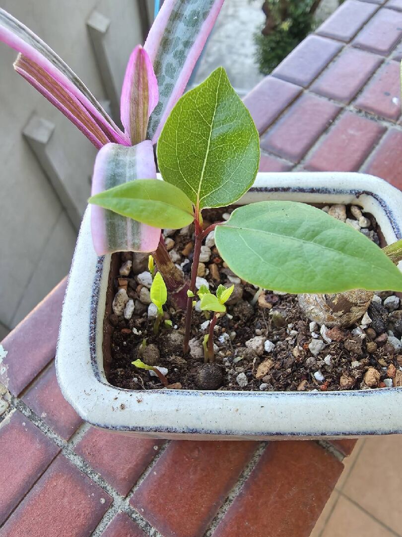 想問這是誰的苗