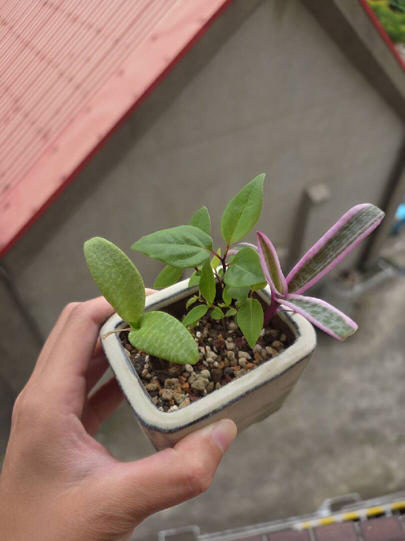 想問這是誰的苗