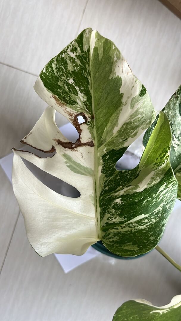 龜背芋葉子碰傷了, 開始黑, 要剪掉嗎?