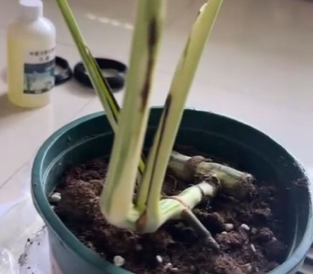 龜背芋葉子碰傷了, 開始黑, 要剪掉嗎?