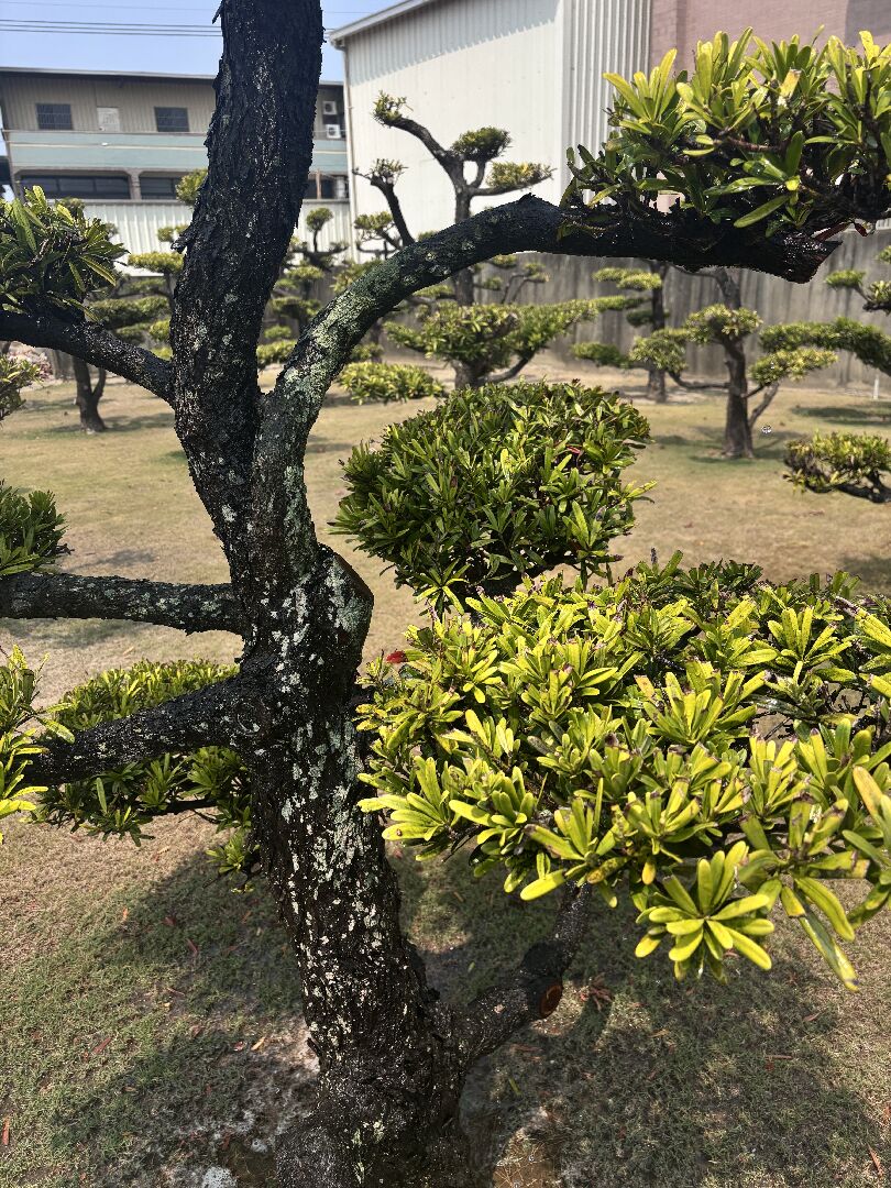 請問羅漢松的樹幹出現白斑