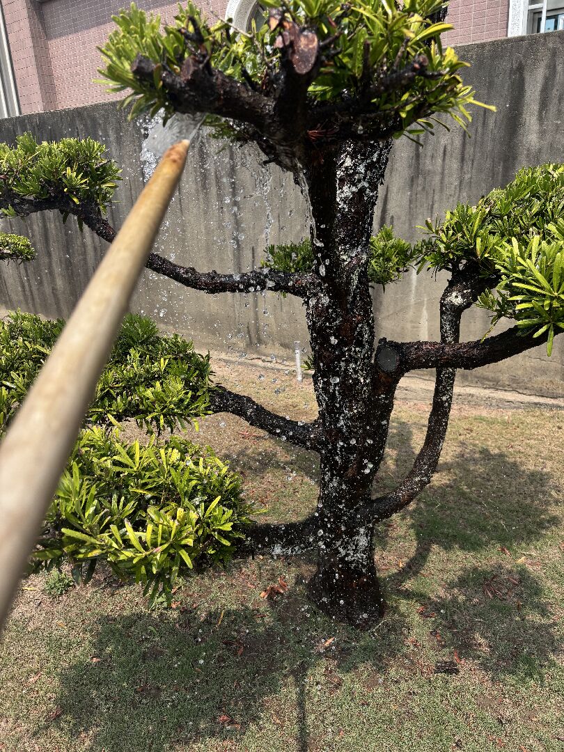 請問羅漢松的樹幹出現白斑