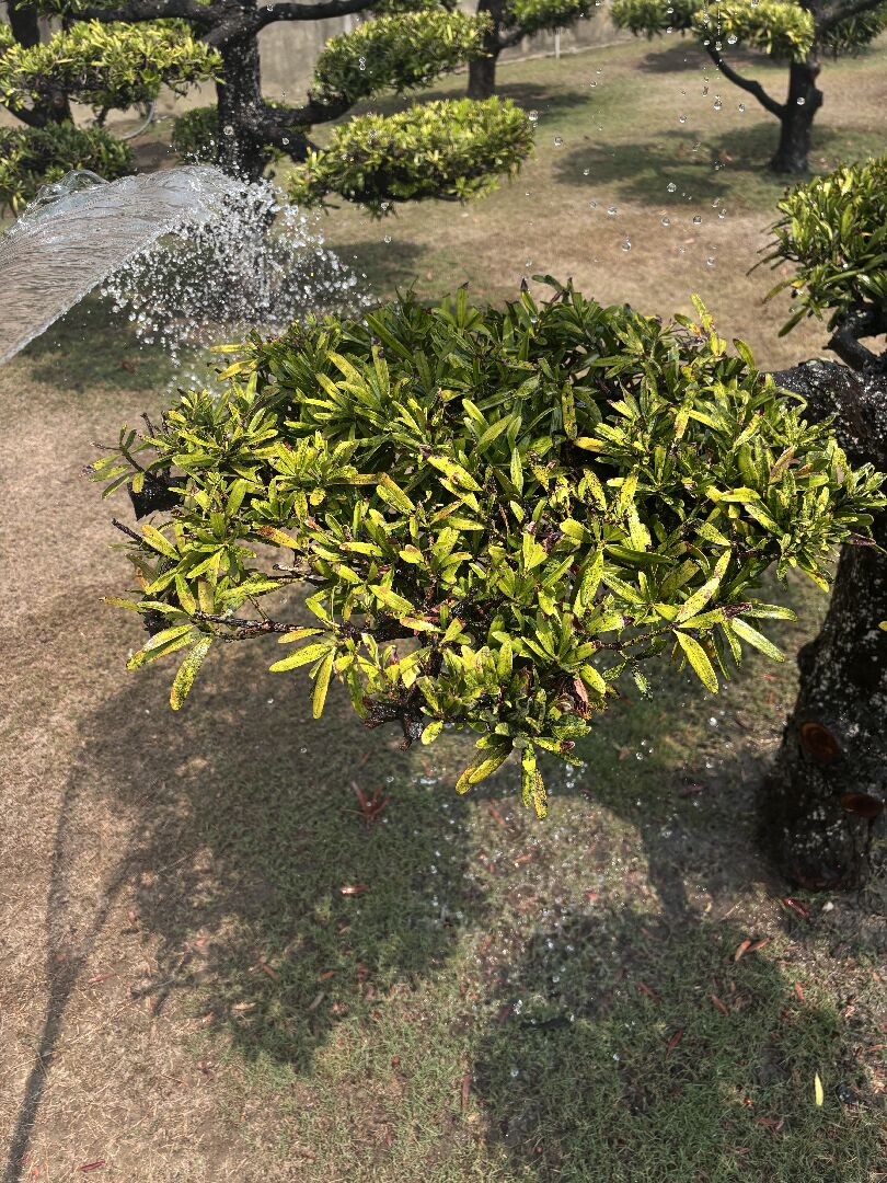 請問羅漢松的樹幹出現白斑