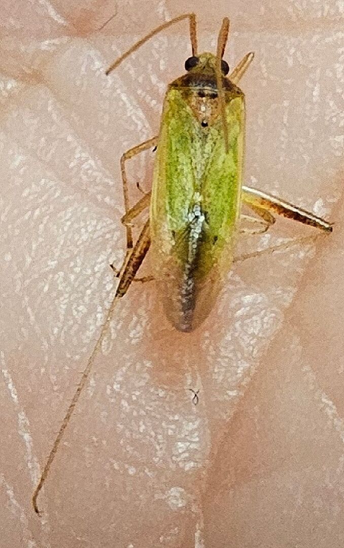 請問這是什麼昆蟲？