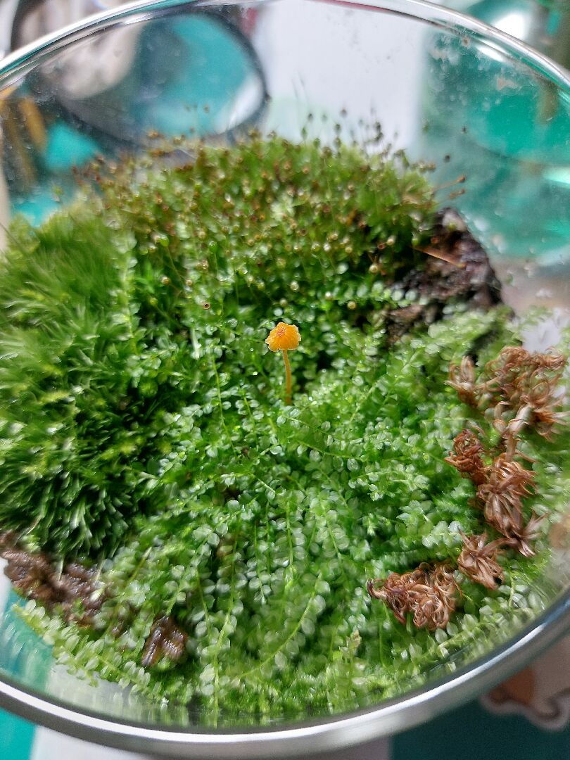 為什麼蘑菇會突然出現在苔蘚瓶裡？