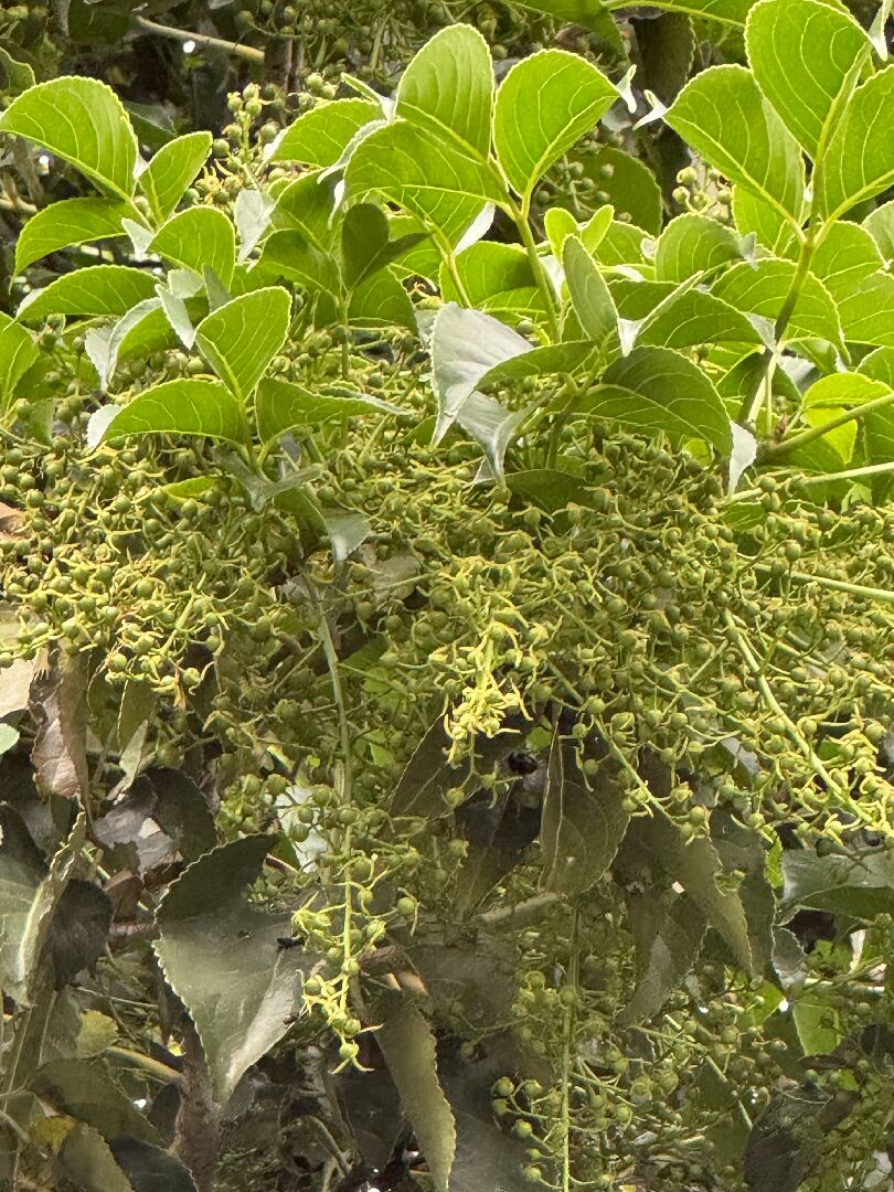 請問這是什麼樹