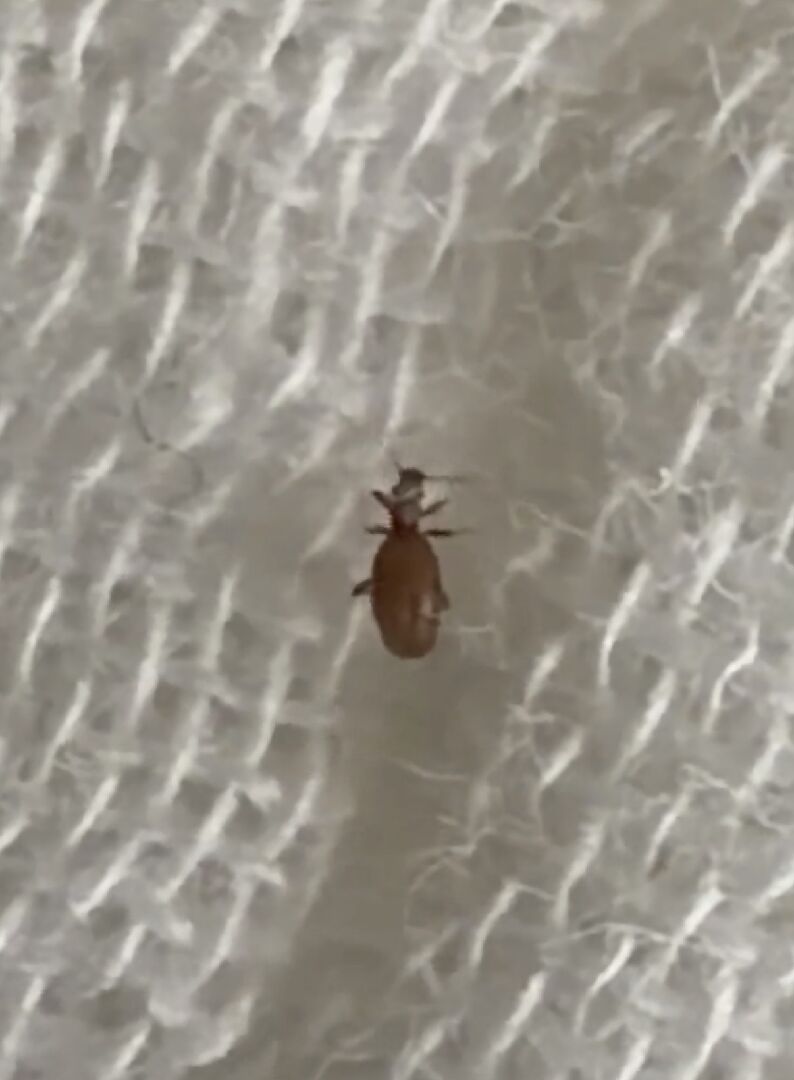 我想請問這是什麼蟲？改怎麼處理?