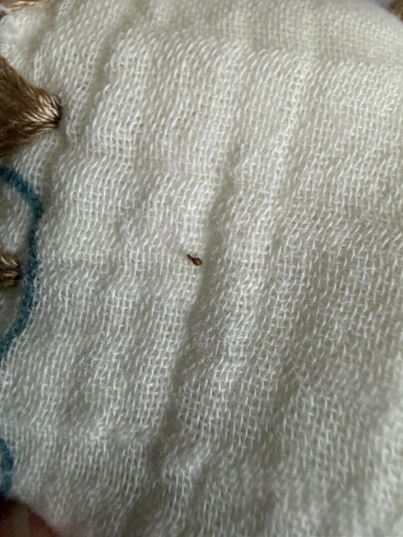 我想請問這是什麼蟲？改怎麼處理?