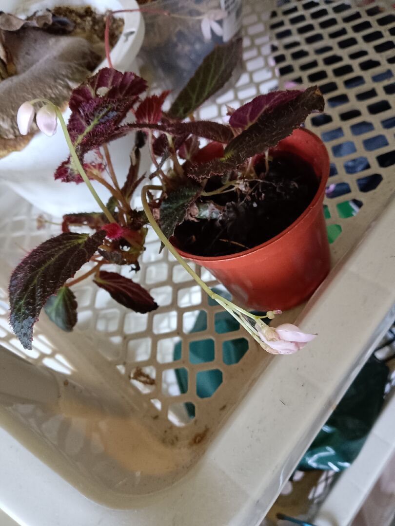 請問這是什麼植物