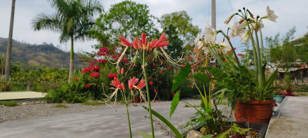 這是什麼花