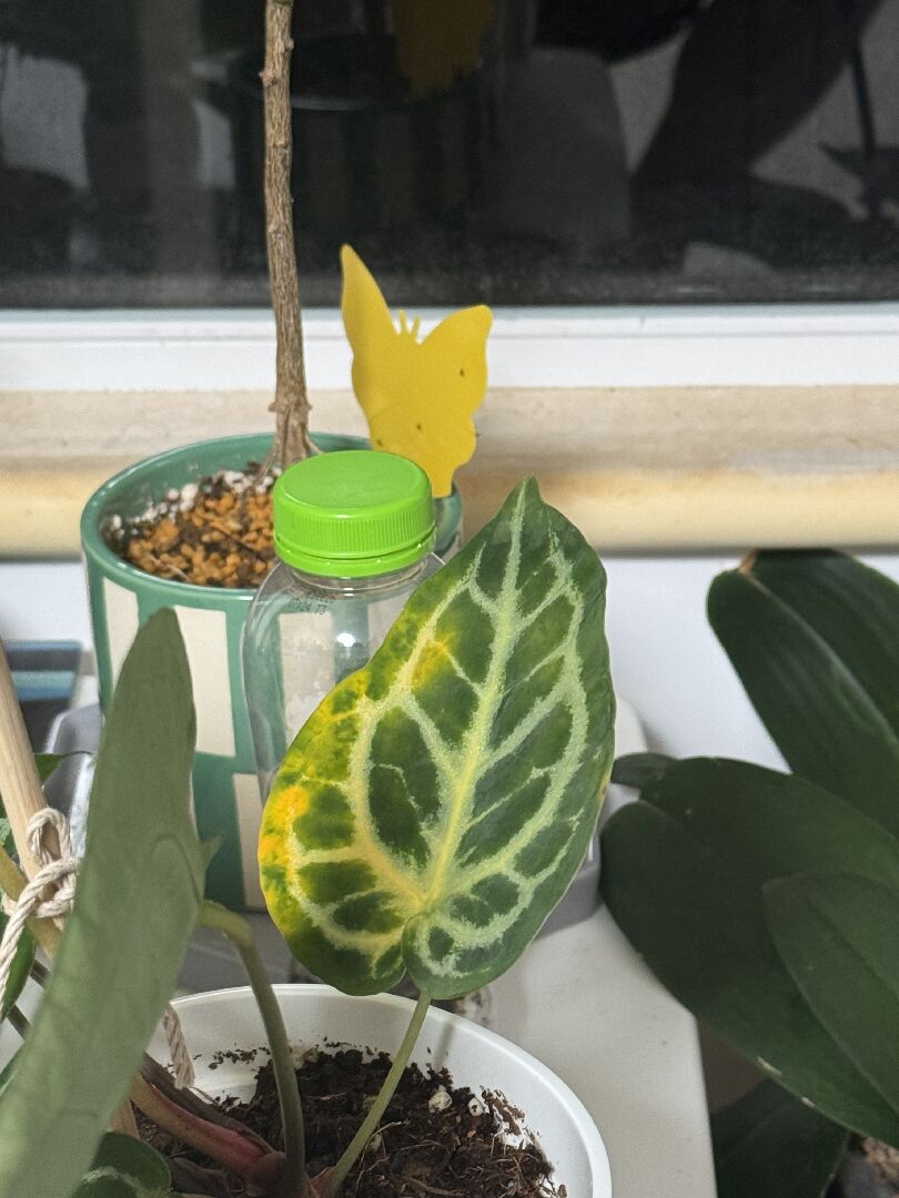 水晶花燭葉片變黃