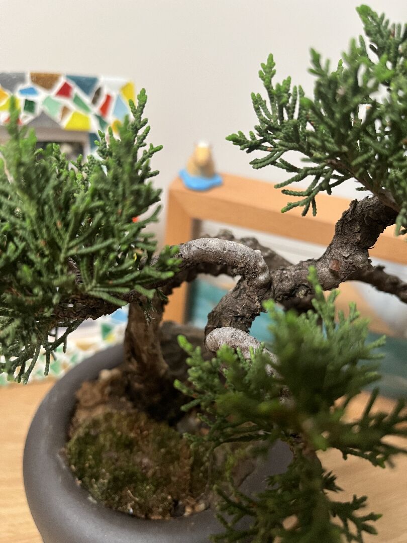 日本珍珠柏樹幹開始變白，枯黃，有細蟲