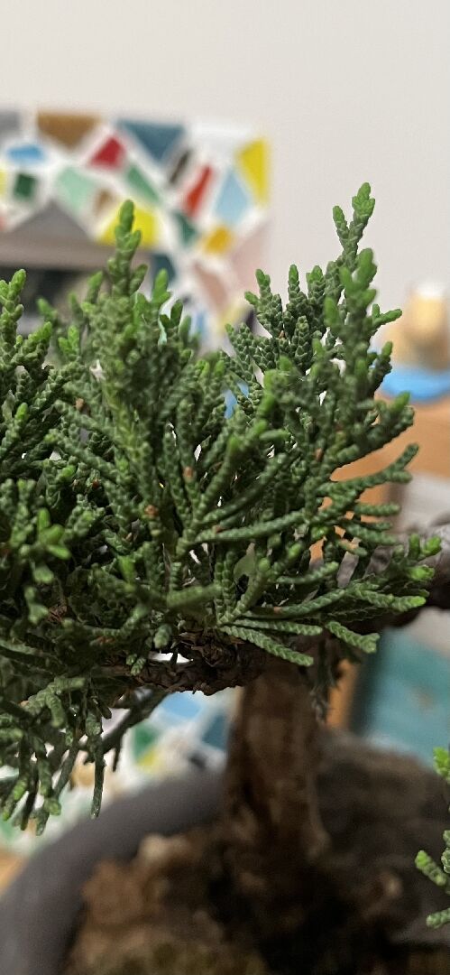 日本珍珠柏樹幹開始變白，枯黃，有細蟲