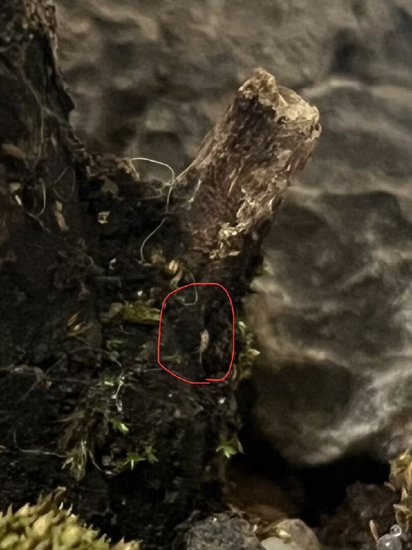 日本珍珠柏樹幹開始變白，枯黃，有細蟲