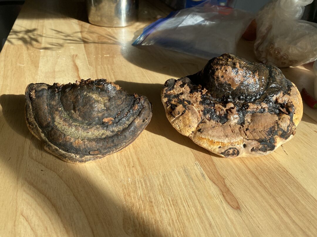 這是什麼靈芝？