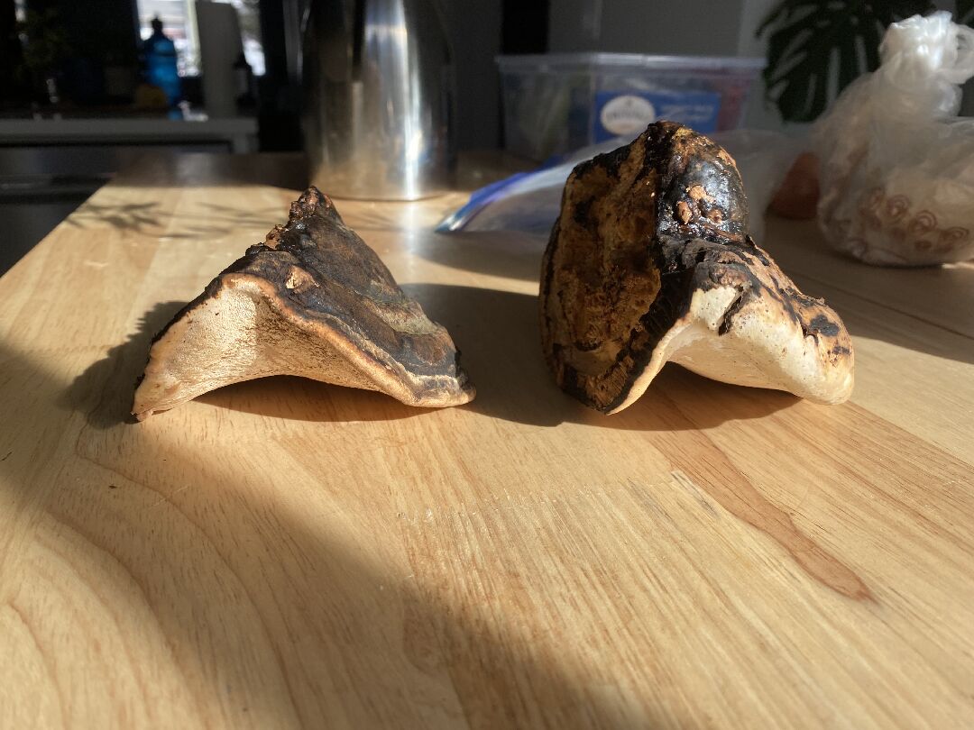 這是什麼靈芝？